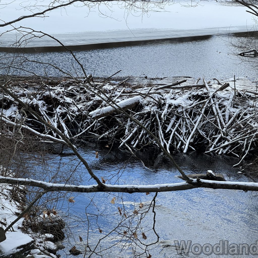 2026-01-01_123948_00