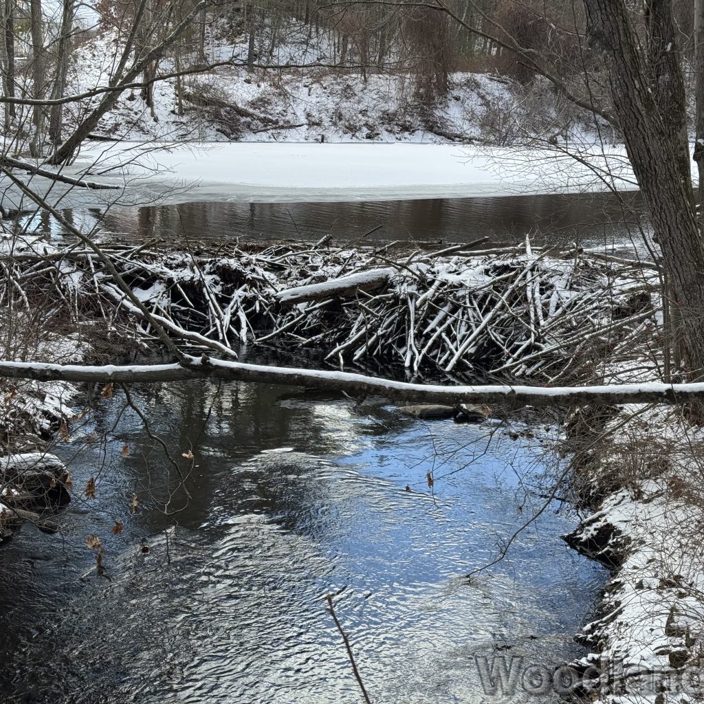 2026-01-01_124040_00