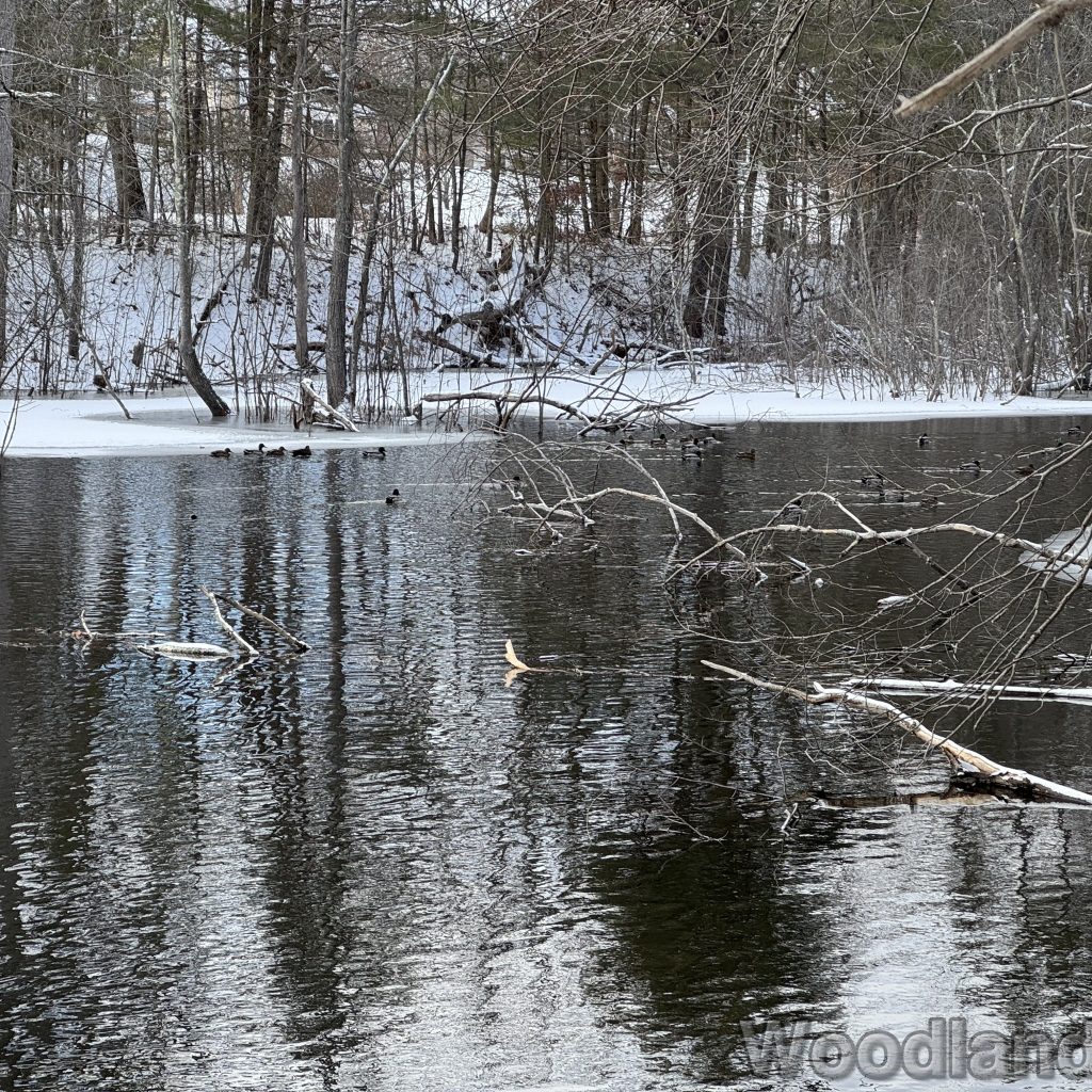 2026-01-01_124151_00