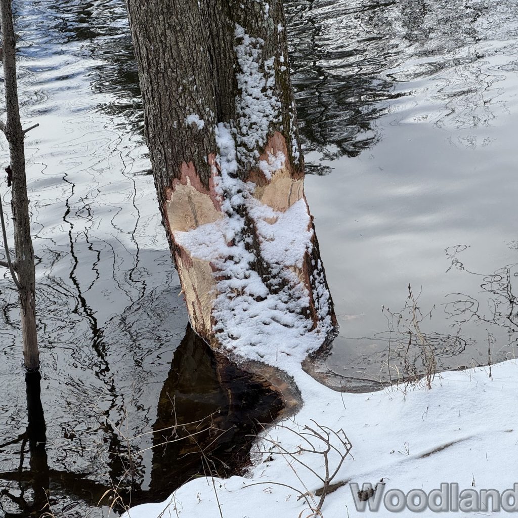 2026-01-01_124206_00