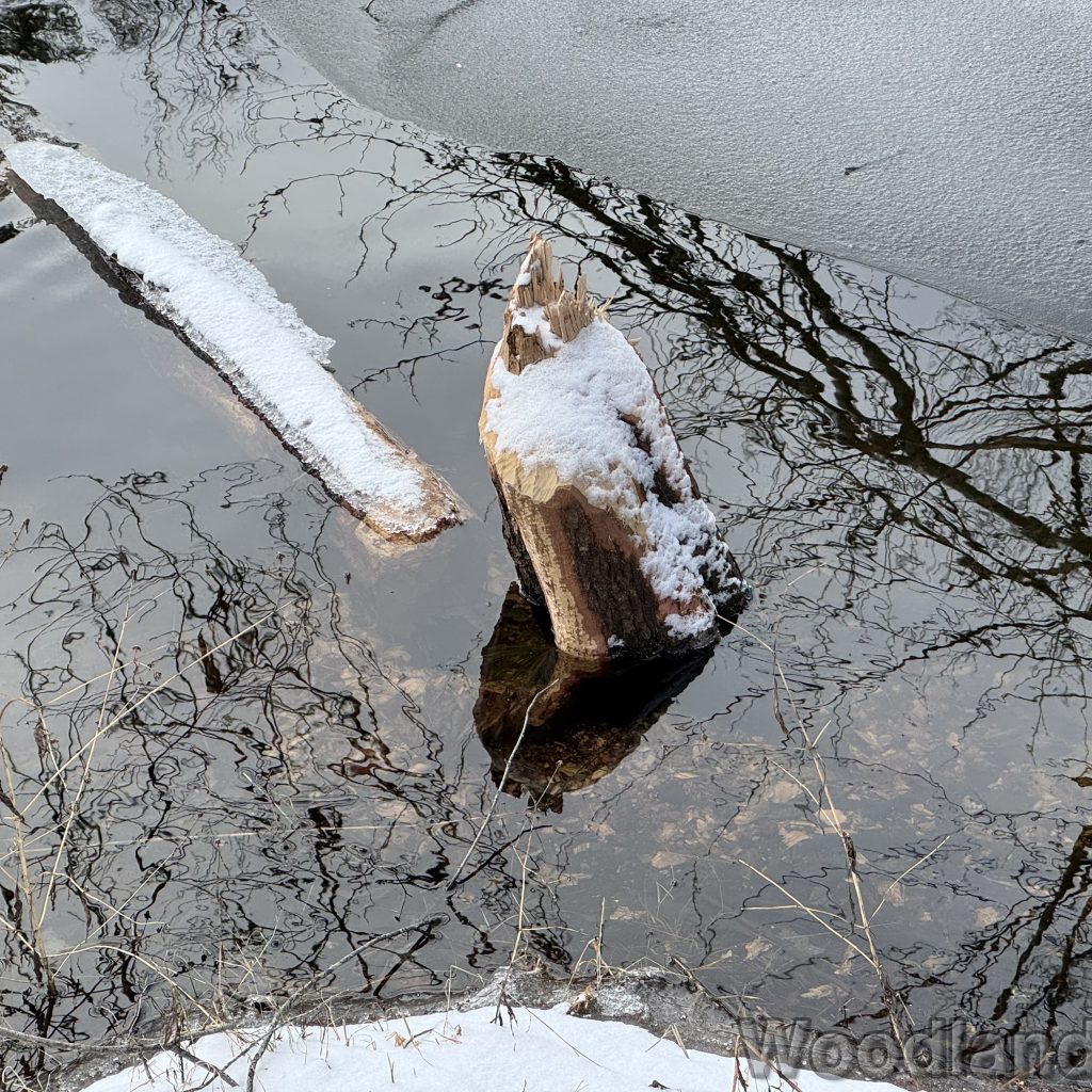 2026-01-01_124243_00