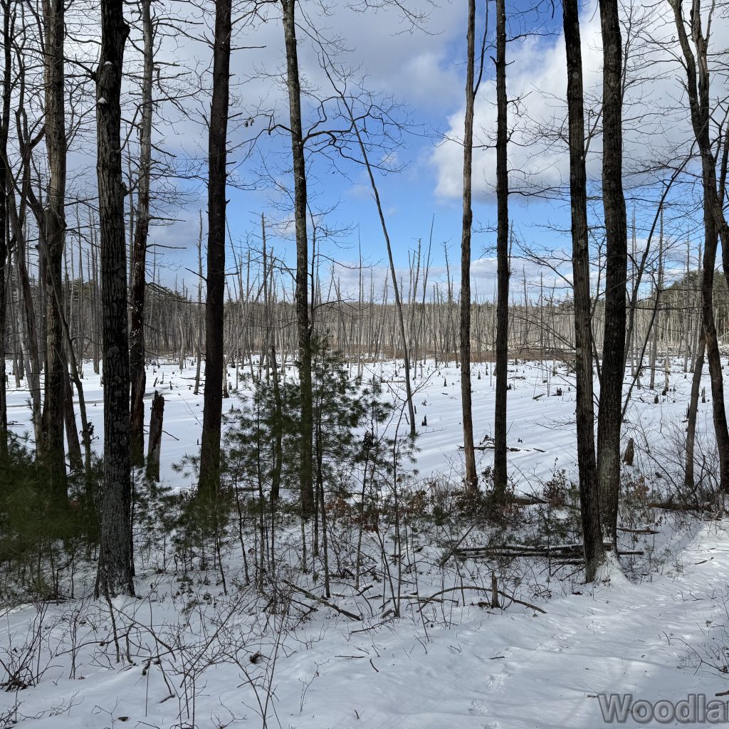 2026-01-01_130357_00