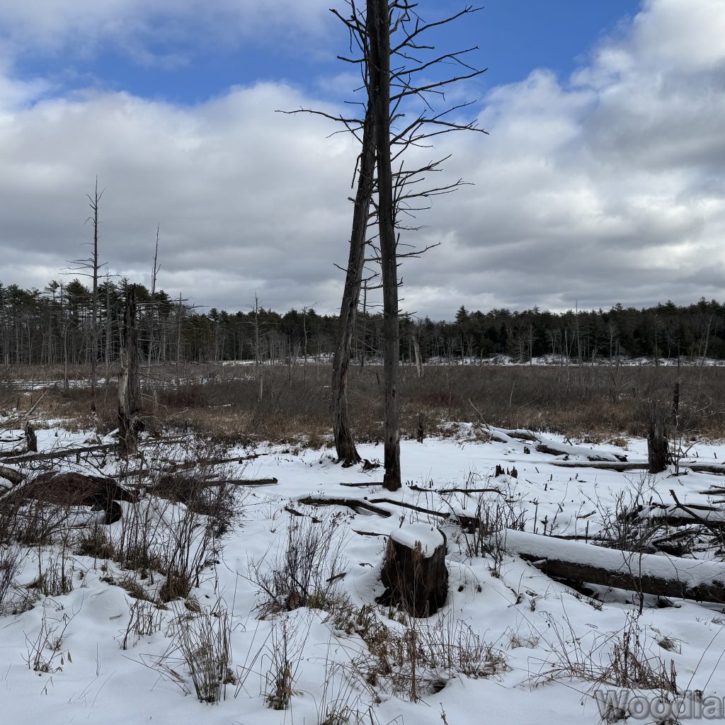 2026-01-04_114213_00