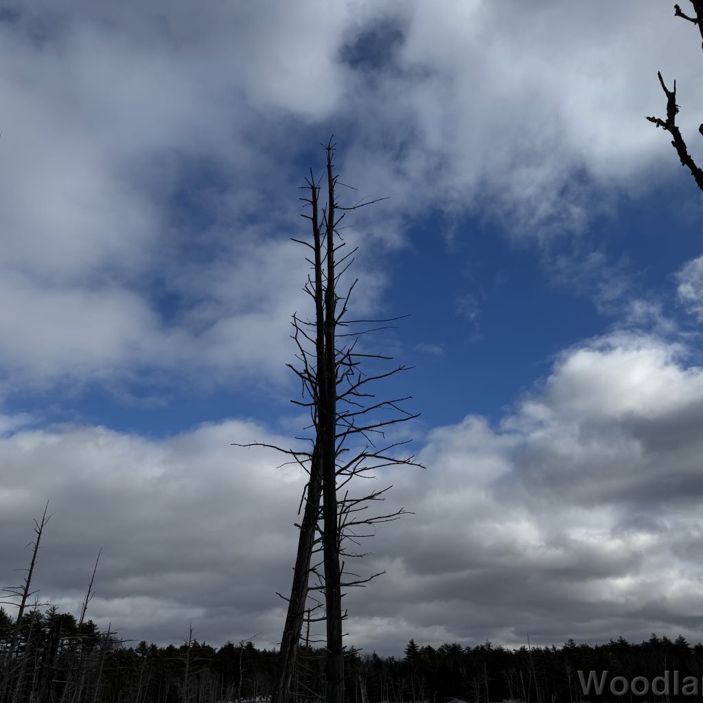 2026-01-04_114218_00