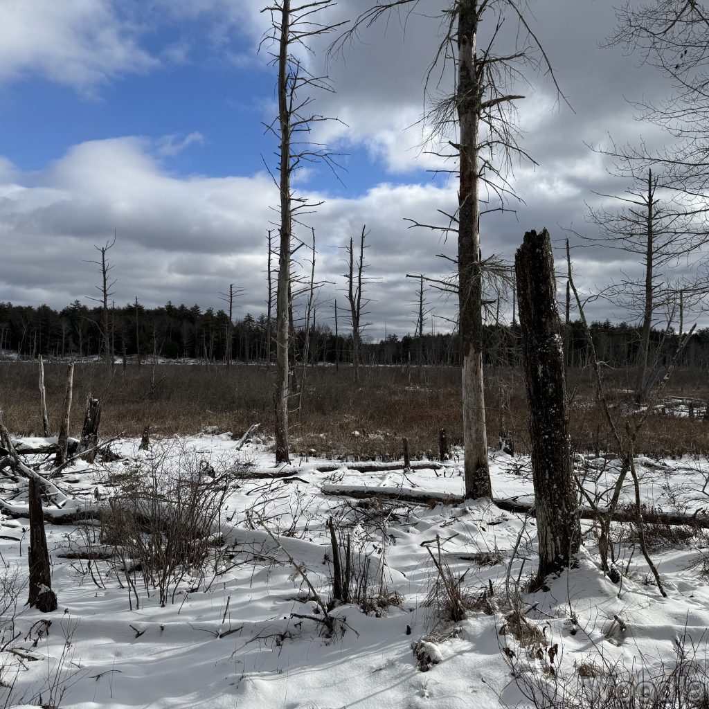 2026-01-04_115006_00