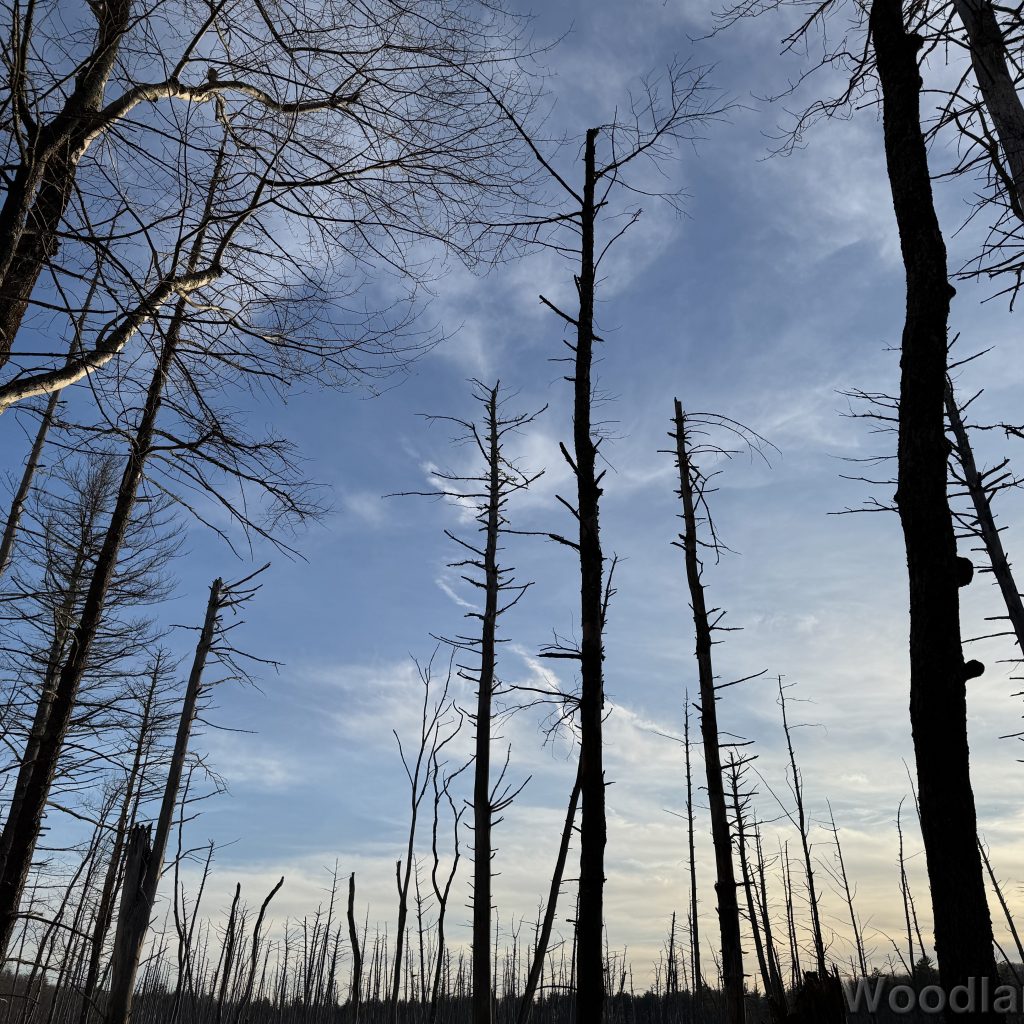 2026-01-13_153145_00