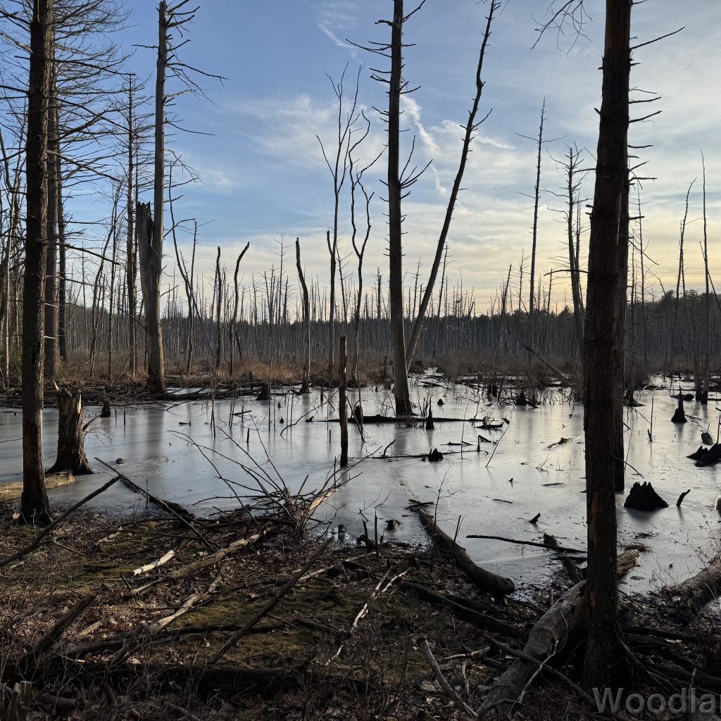 2026-01-13_153158_00