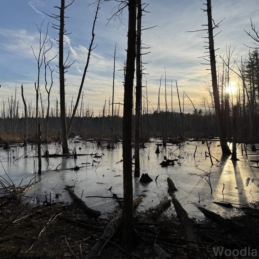 2026-01-13_153206_00