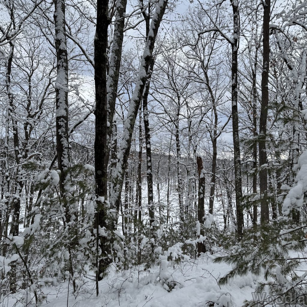 2026-01-19_144539_00