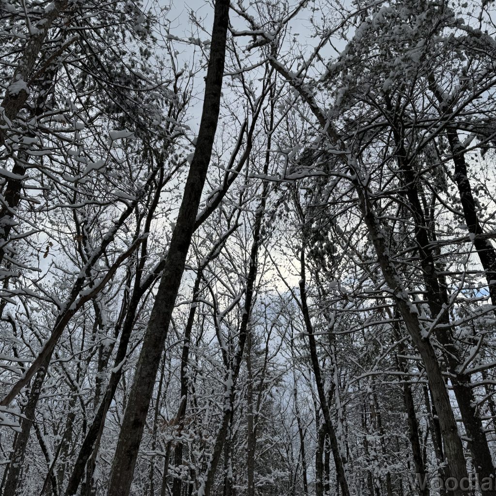 2026-01-19_144547_00