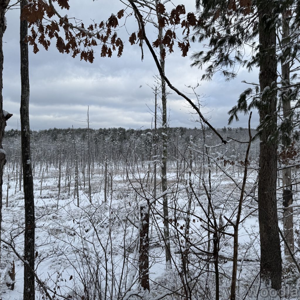 2026-01-19_144930_00