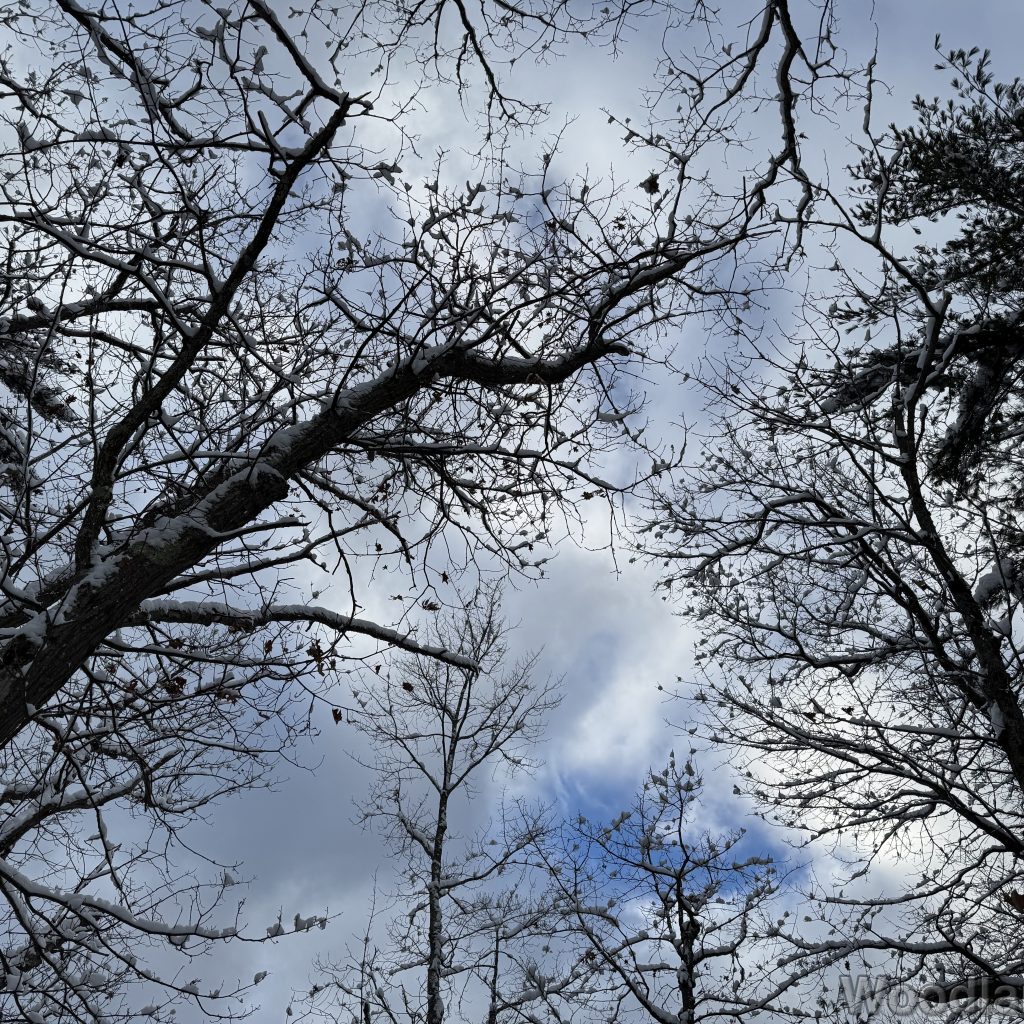 2026-01-19_144954_00