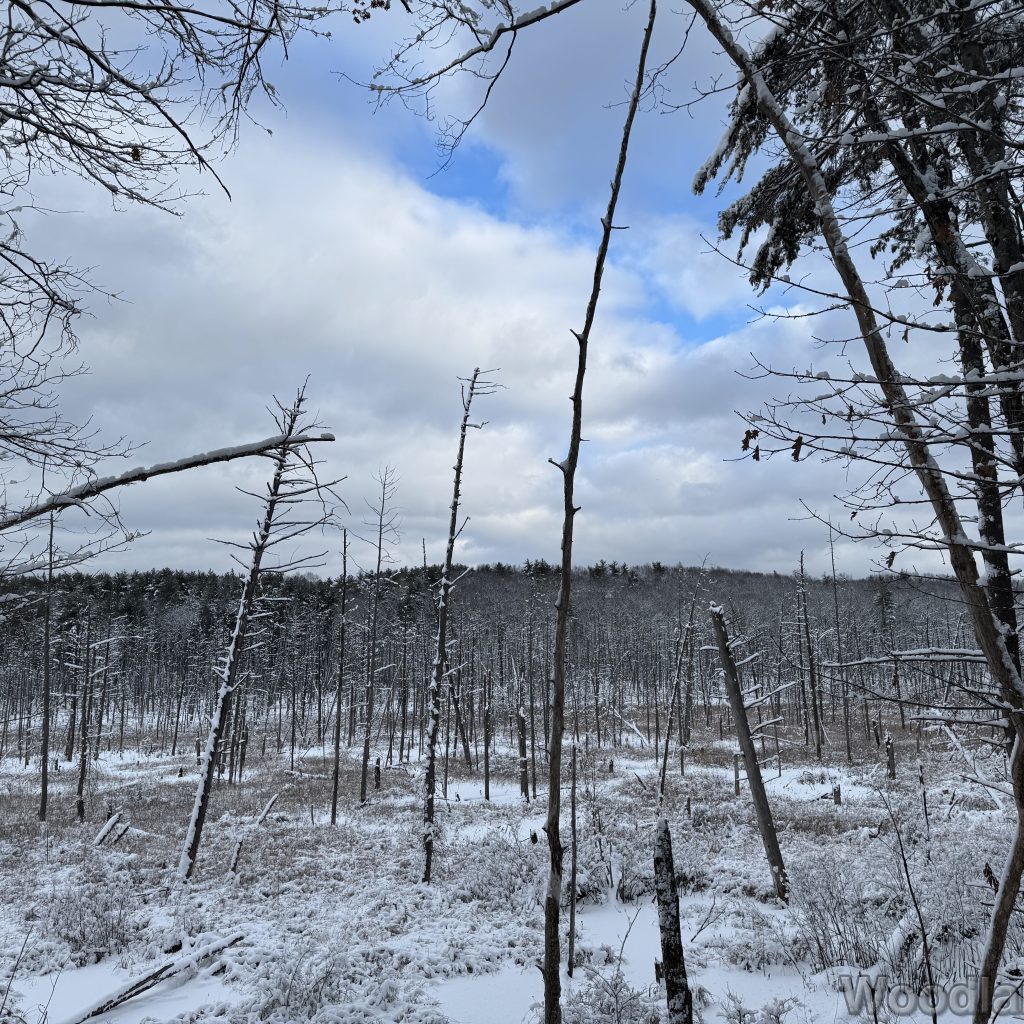 2026-01-19_145139_00