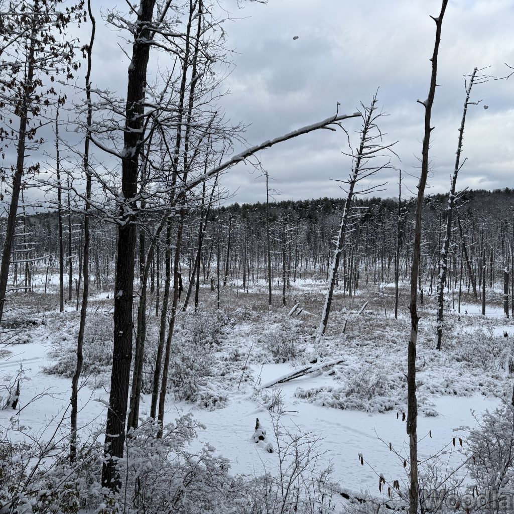 2026-01-19_145152_00