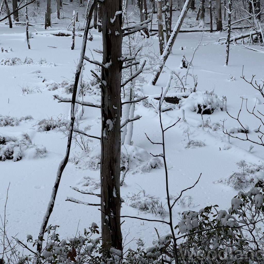 2026-01-19_145547_00