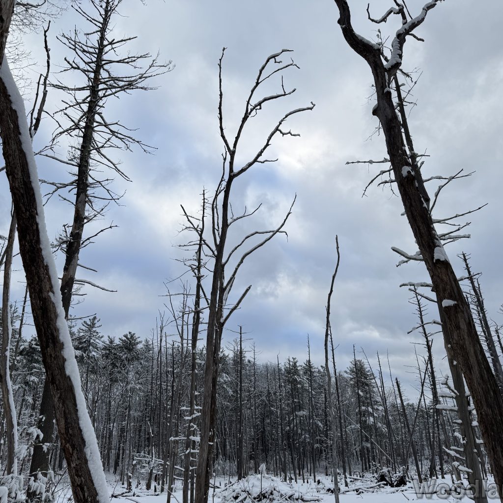 2026-01-19_151601_00