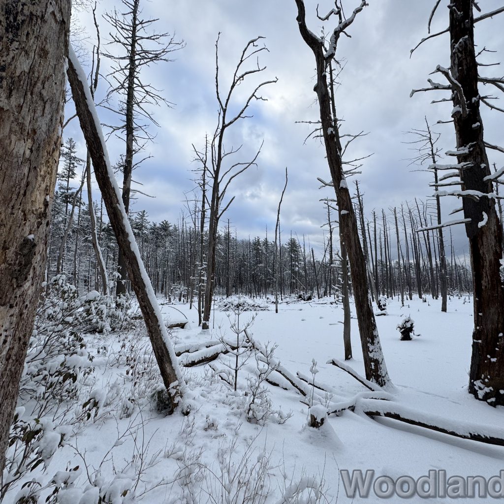 2026-01-19_151613_00