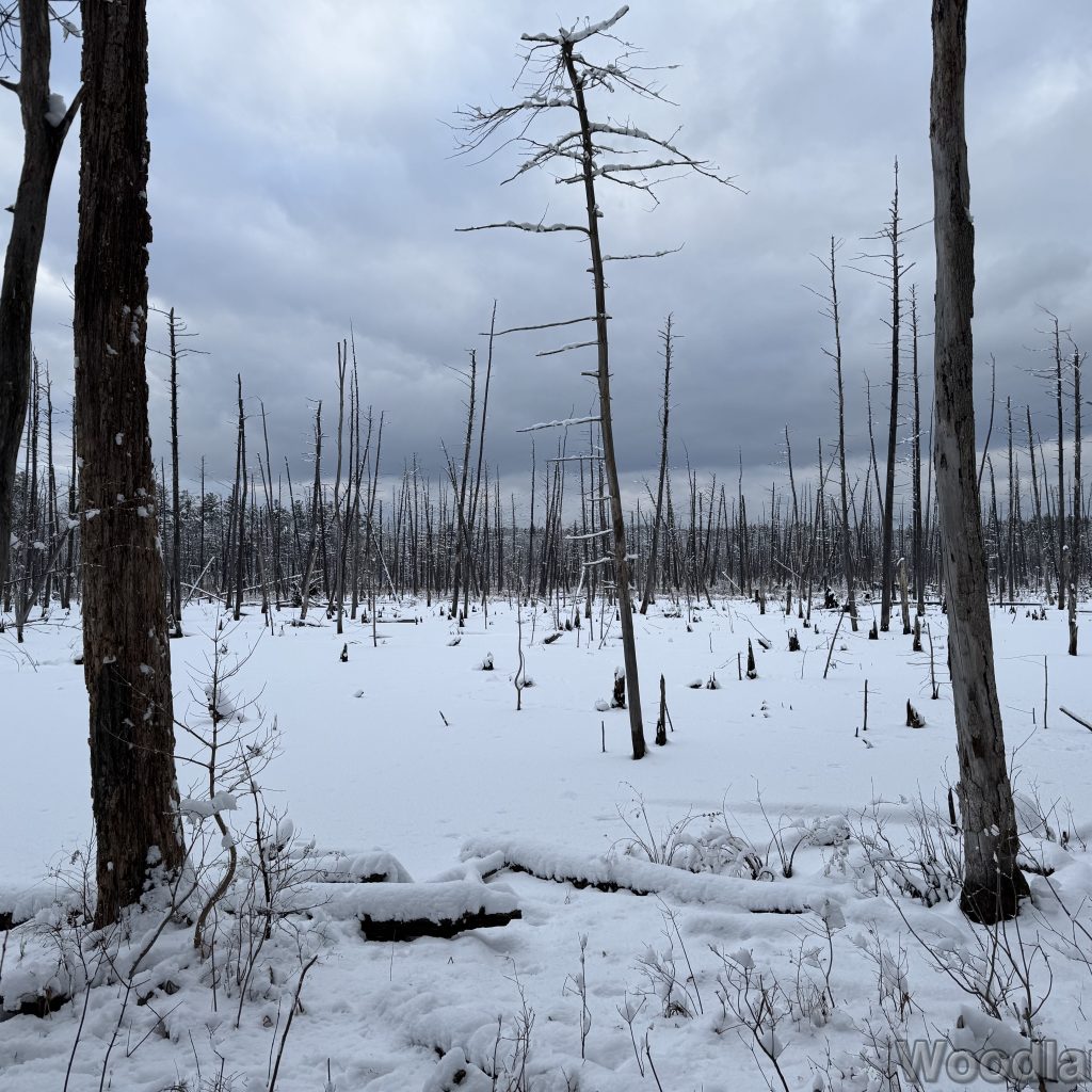 2026-01-19_151707_00