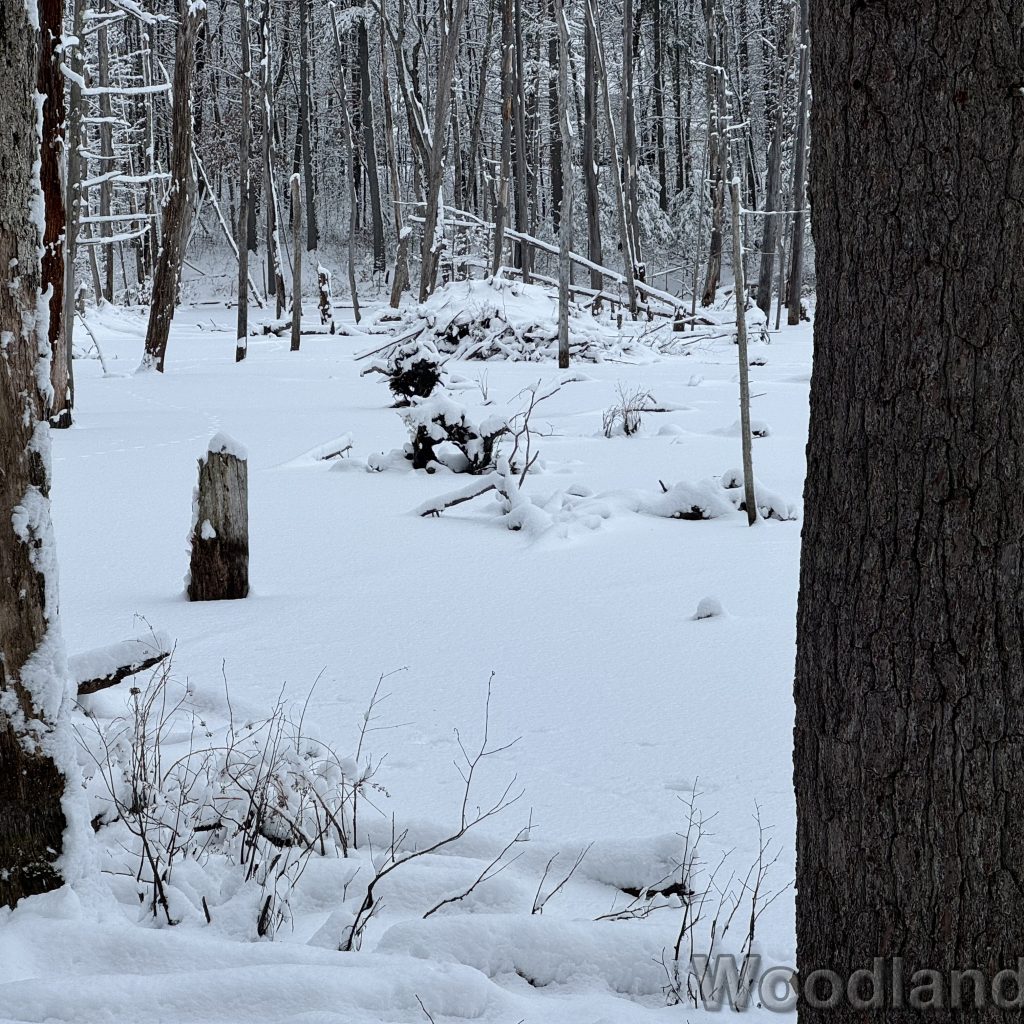 2026-01-19_151748_00