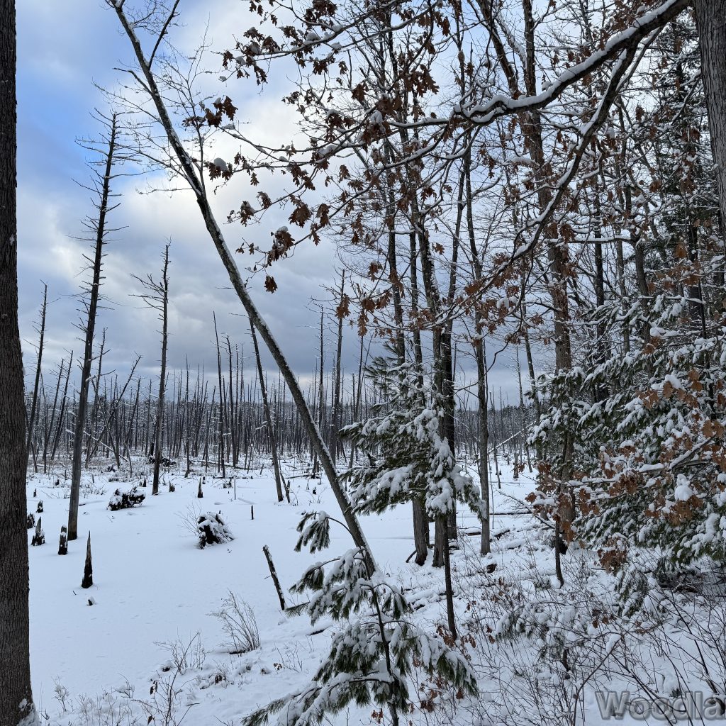 2026-01-19_151951_00