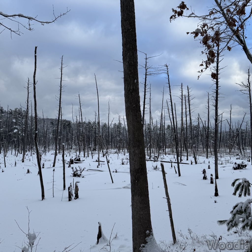 2026-01-19_152020_00