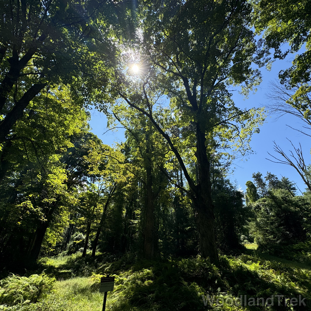 Sunlight illuminating a dense green forest landscape