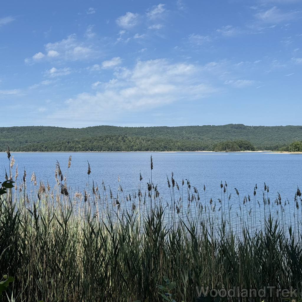 View of Quabbin Reservoir through tall grasses along the shoreline