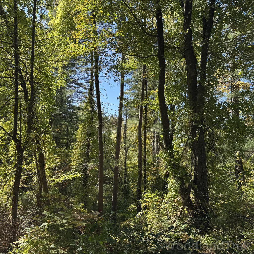 Lush forest filled with green leaves