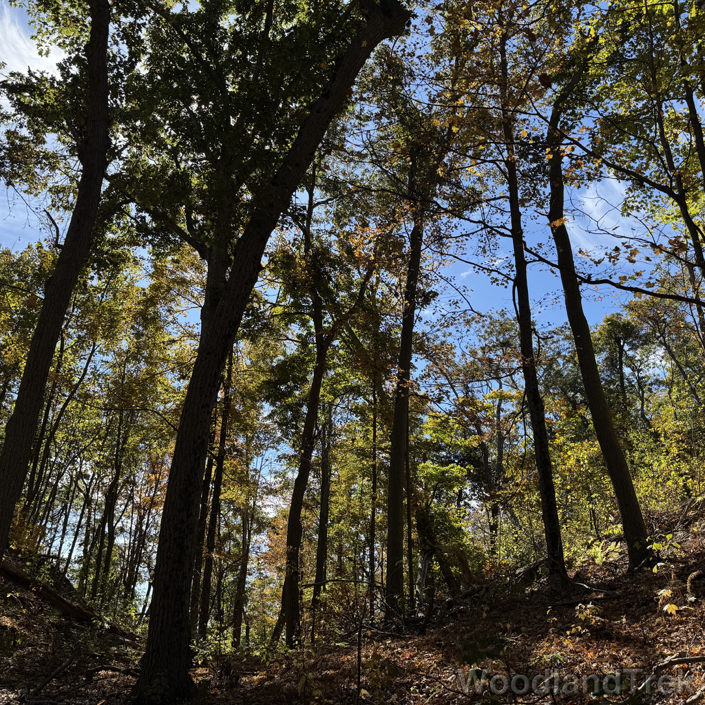 Trees stretching upward on a shady mountain slope with green leaves