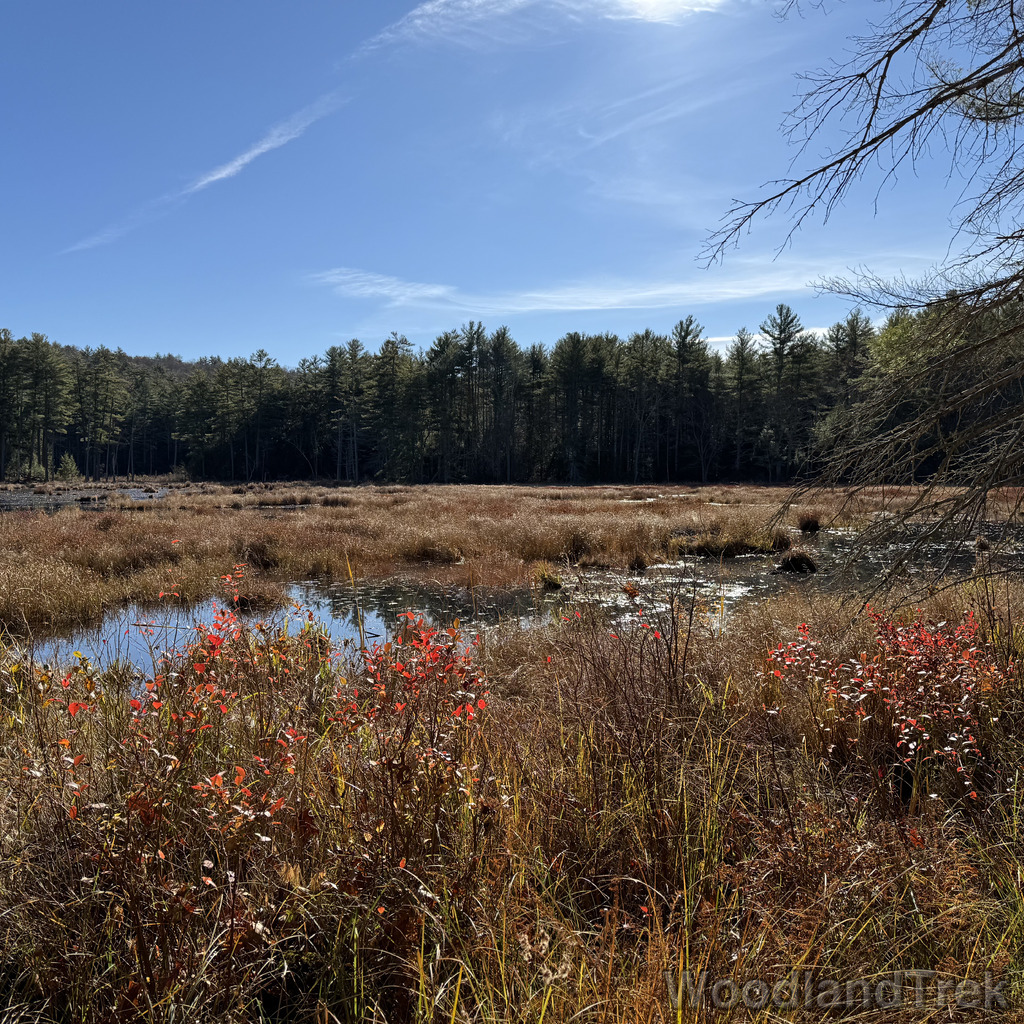 Dense dead grass dividing the pond with bright red leaves along the sunlit shoreline