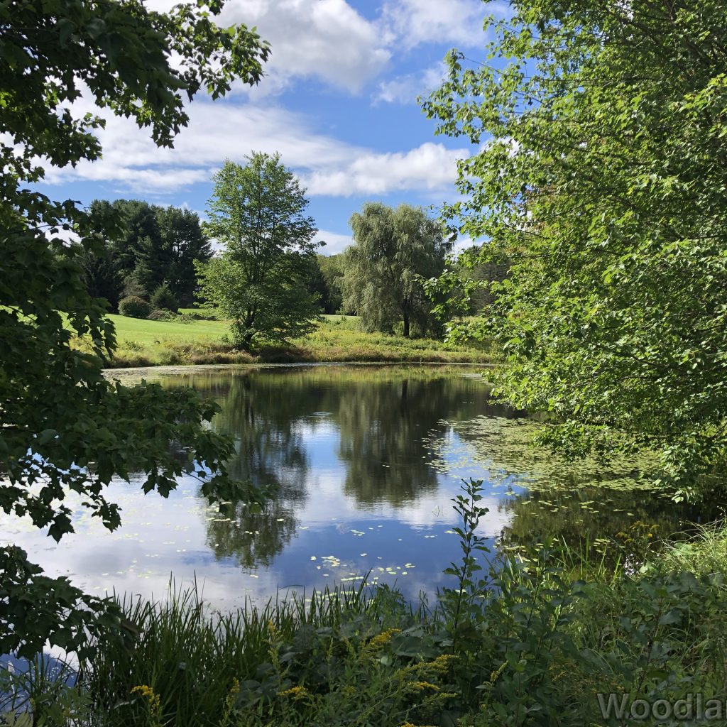 Smooth-surfaced pond surrounded by trees and open grassland