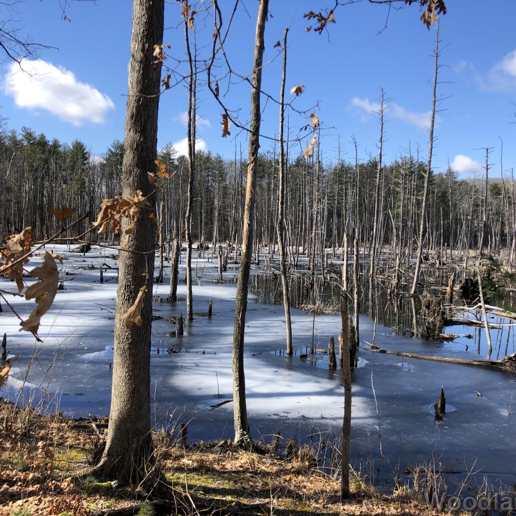 View across a beaver pond as the ice begins to thaw