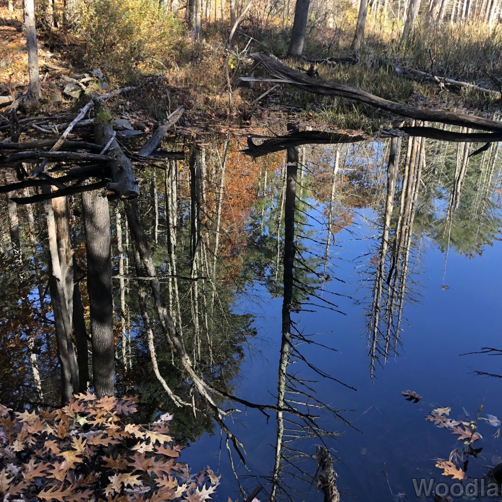 Perfectly still pond reflecting shoreline trees and the sky above
