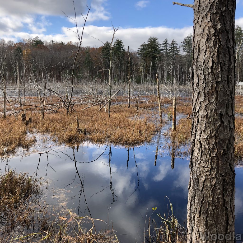 Sky and clouds reflected on a pond with standing dead trees and brown winter grasses
