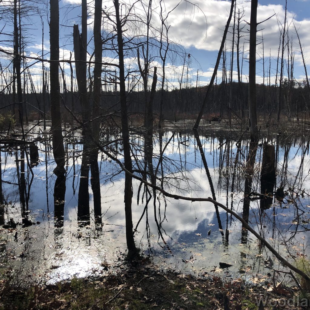 Clouds and silhouetted trees reflected on a smooth pond surface