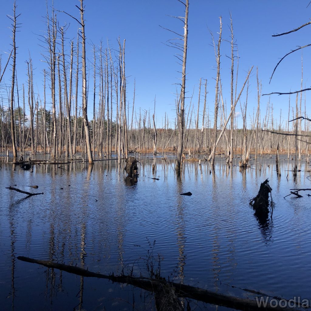 Ripples gliding across a pond reflecting blue sky