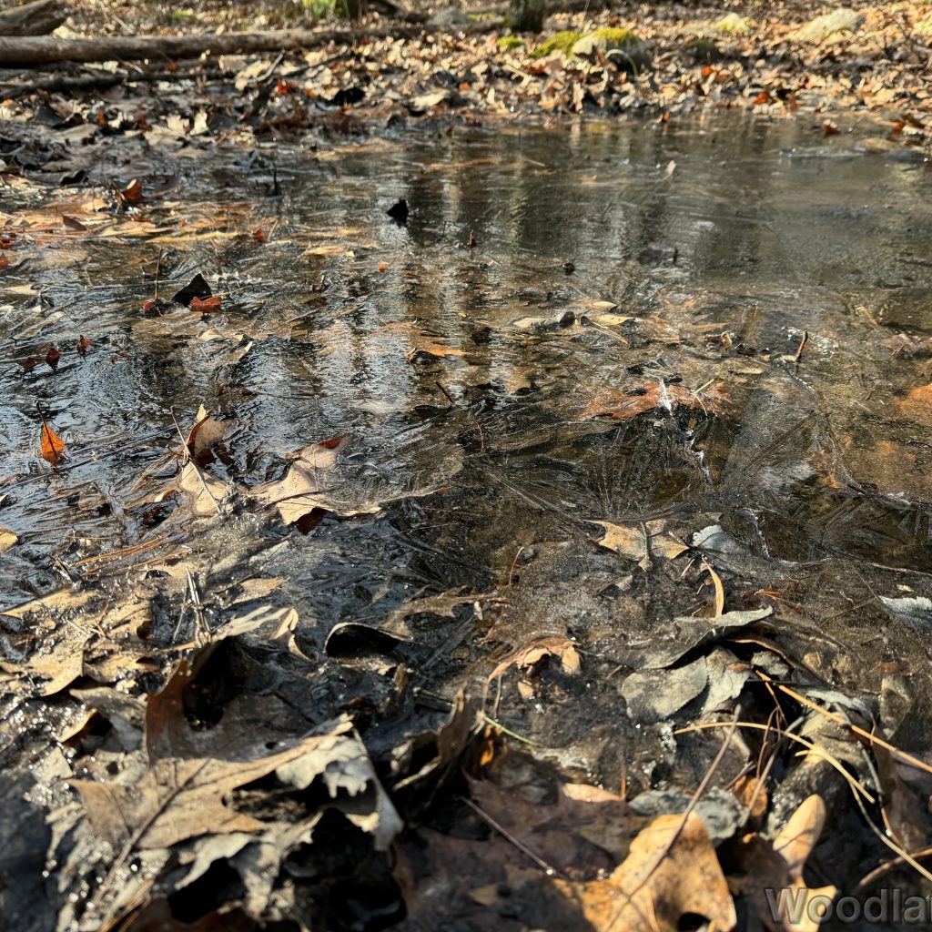 Leaves frozen in place within a textured layer of ice