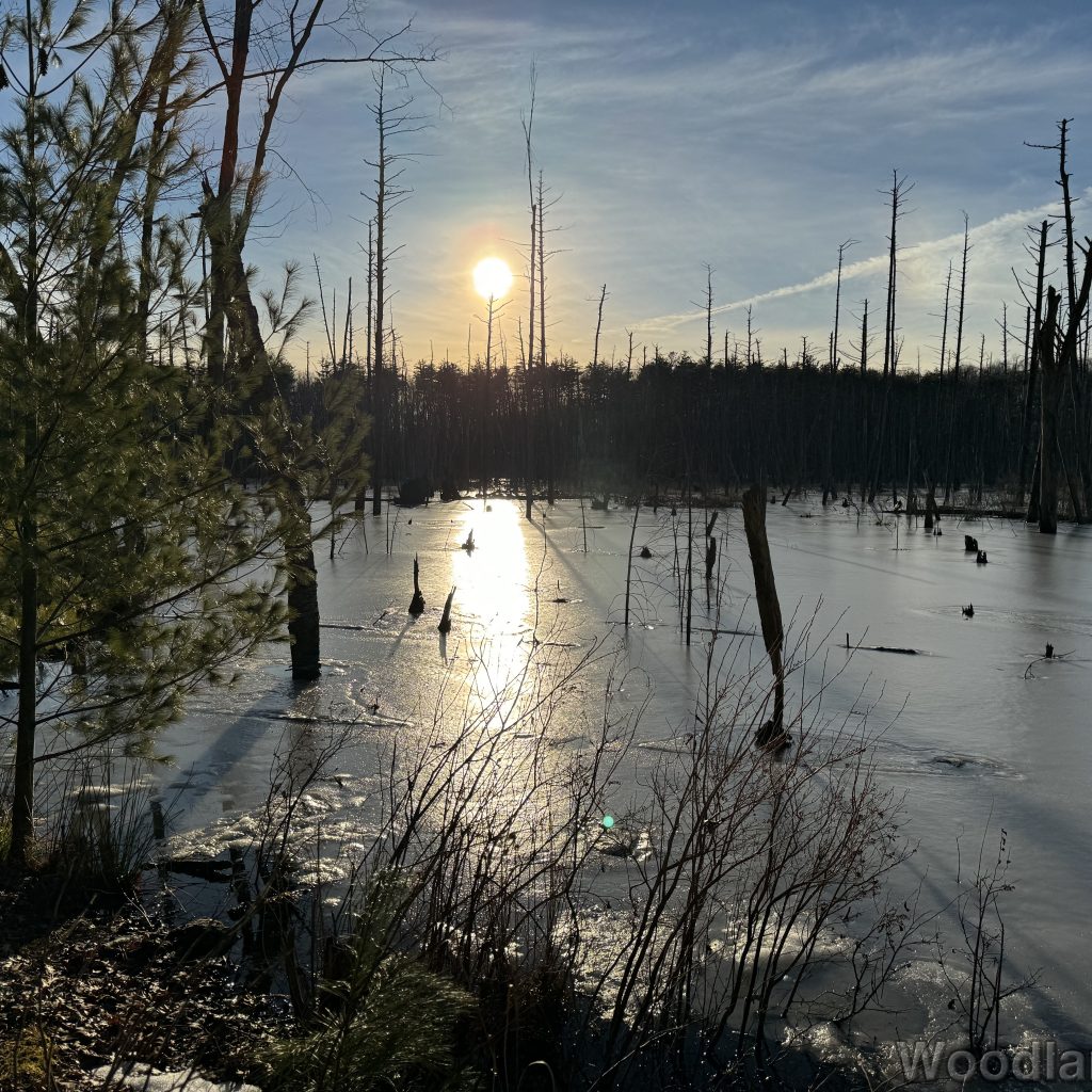 Sun just above the horizon illuminating an ice-covered beaver pond