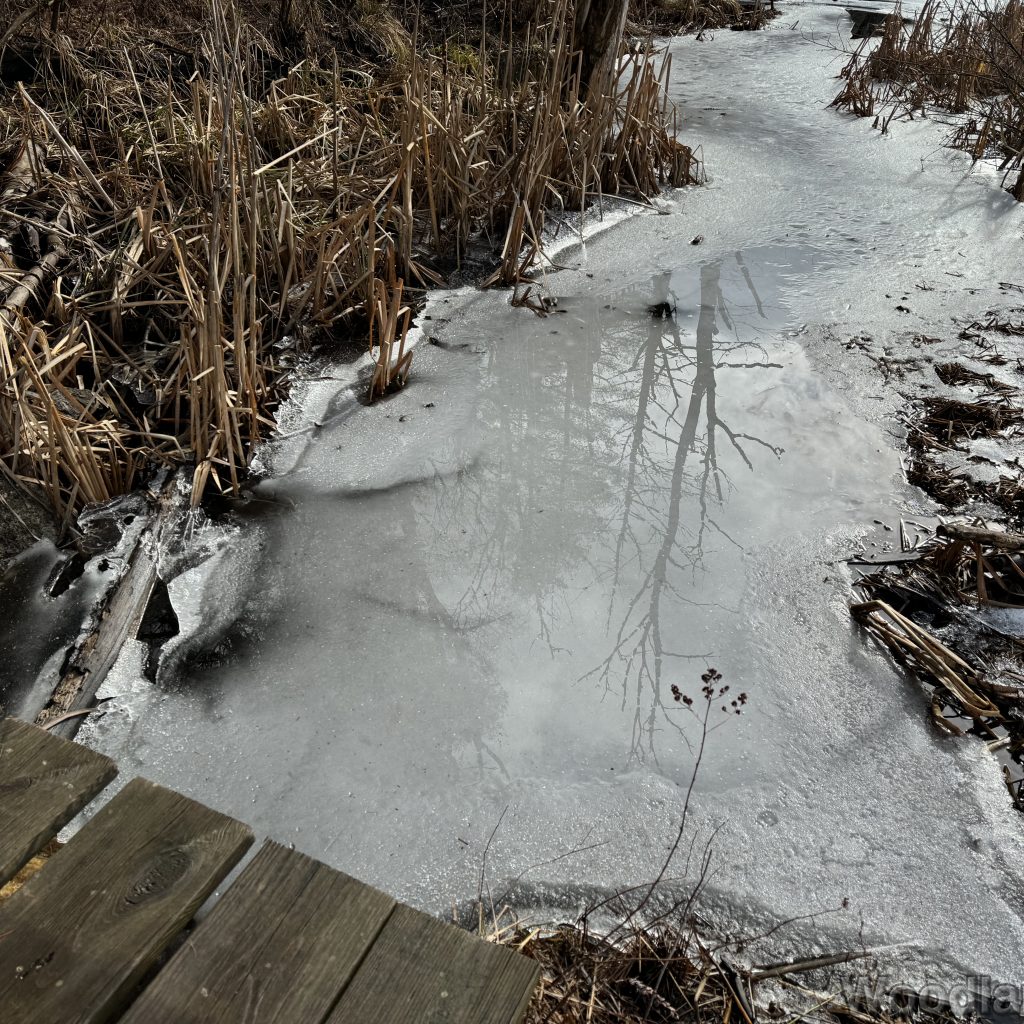 Trees reflected in a pool of water resting atop a sheet of ice near the pond’s shoreline