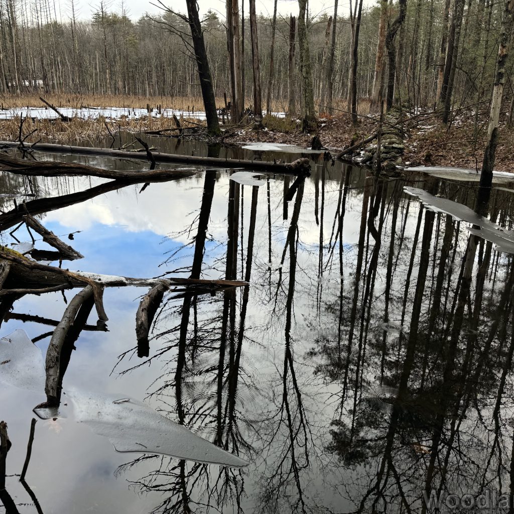 Sky and trees reflected on a pond surface with scattered patches of ice
