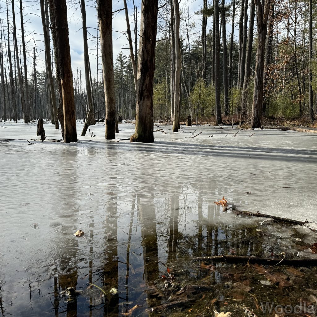 Textured ice covering a pond surface surrounding standing dead trees