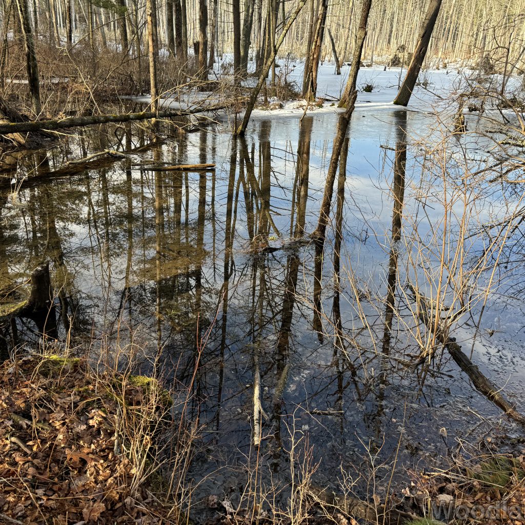 Trees and sky reflected on the surface of a partially frozen pond