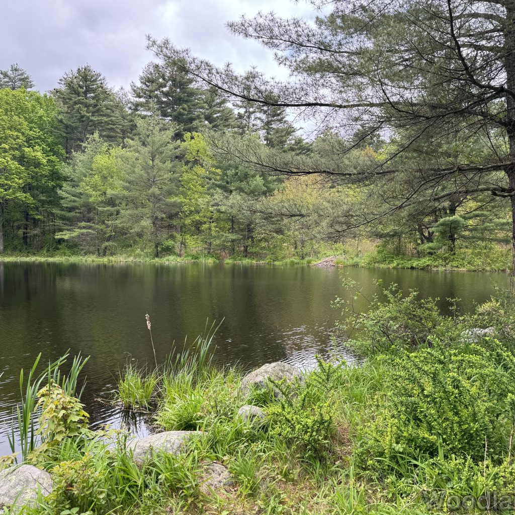 Beaver lodge along the distant shoreline of a pond with tall pines beyond