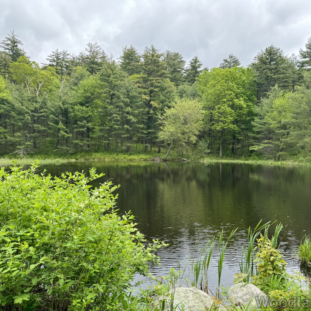 Subtle ripples moving across a forest-bordered pond