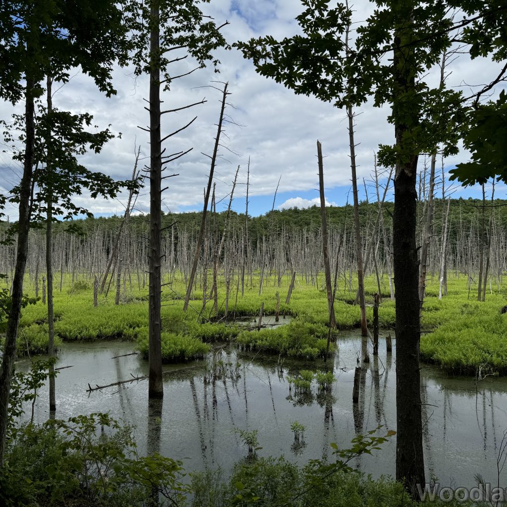 Bright green vegetation growing among standing dead trees in a large beaver pond