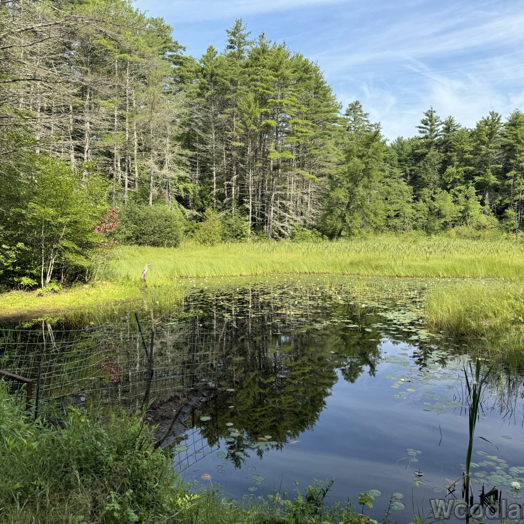 Small still pond surrounded by dense wetland grasses