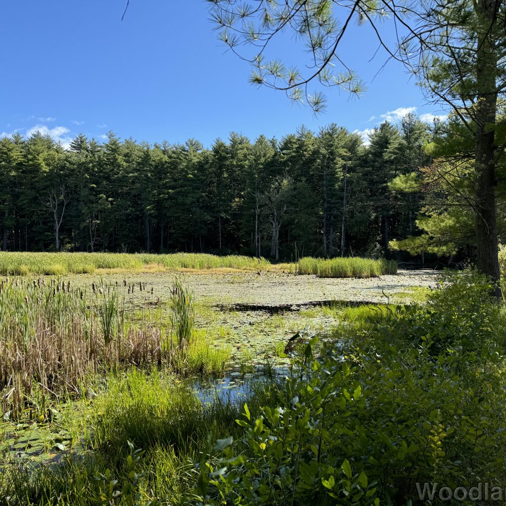 Bright green wetland landscape showcasing lush late summer growth