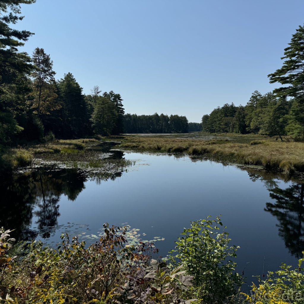 Pond lined with dense forest stretching into the distance under blue sky