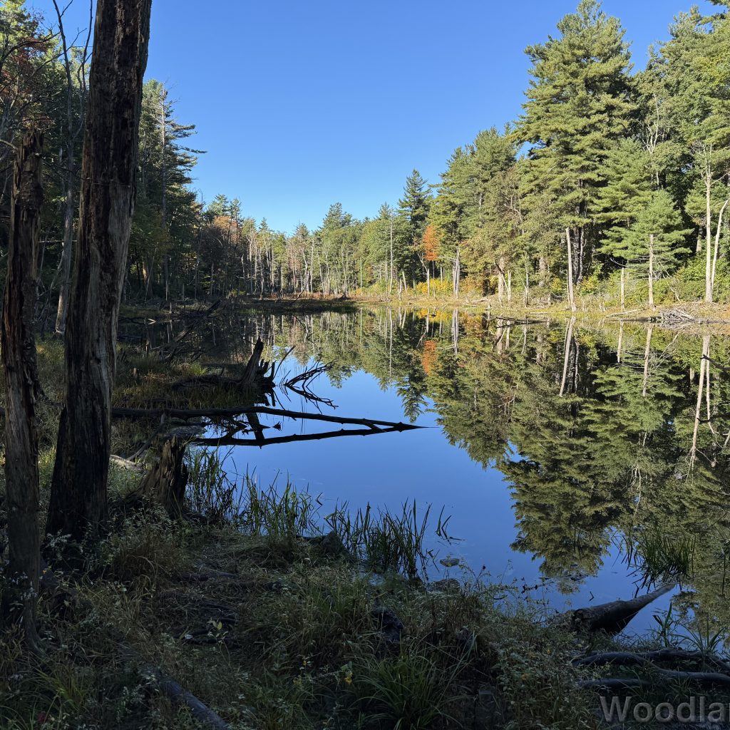 Still pond reflecting blue sky and tall pine trees like a mirror
