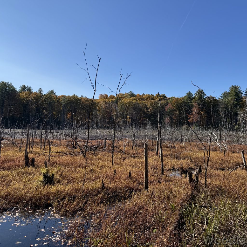 Sunlight illuminating standing dead trees and grassy patches within a pond